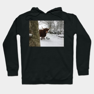 Scottish Highland Cattle Cow 2200 Hoodie